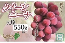 【2025年8月以降順次発送】福岡市産クイーンニーナ550g1房【北海道・沖縄・離島発送不可】