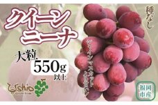 【2026年8月以降順次発送】福岡市産クイーンニーナ550g1房【北海道・沖縄・離島発送不可】