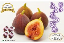 〈2025年8月10日～10月20日発送〉博多とよみつひめ 約280g×4