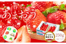 福岡産【春】あまおう4パック_春くるめ あまおう 250g × 4パック 合計 1kg シール付き 冷蔵 濃厚 甘い 果汁 アフター保証 安心安全 国産 いちご 果物 アレンジ おやつ フルーツ スイーツ スムージー ジャム 南国フルーツ お取り寄せ 福岡県 久留米市 送料無料_Fi012