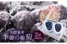 久留米産　季節の葡萄2房_久留米産 葡萄２房 約 400g 品種 種無し 巨峰 ピオーネ 季物 旬 高妻 久留米 名産 艷やか 大粒 瑞々しい ジューシー 果汁 果肉 凝縮 濃厚 甘み おいしい 味わい 厳選 季節 果物 フルーツ 冷蔵 お取り寄せ お取り寄せフルーツ 福岡県 久留米市 送料無料_Fg003
