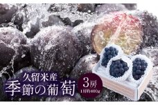 久留米産　季節の葡萄3房_久留米産 ぶどう 3房 季節 厳選 旬の品種をお届け 巨峰 種無し巨峰 ピオーネ 高妻 艷やか 大粒 ジューシー 果汁 濃厚 甘さ 自然 豊か 旬 夏 定番 お取り寄せ お取り寄せフルーツ 果物 フルーツ 福岡県 久留米市 送料無料_Fg004