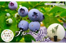 チーム田主丸『我が家の果樹園』シリーズ 【ブルーベリー】_ブルーベリー 苗木 高さ 約 50 cm 鉢経 7号 結実年数 2年目安 チーム田主丸 我が家の果樹園 シリーズ フルーツ 果物 ベリー 庭木 落葉 果樹 植樹 鉢植え 庭植え ガーデニング 福岡県 久留米市 お取り寄せ 送料無料_Hf019