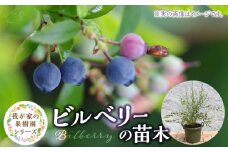 チーム田主丸『我が家の果樹園』シリーズ 【ビルベリー】_ビルベリー 苗木 鉢径 6号 サイズ 50cm位 チーム田主丸 我が家の果樹園 シリーズ 結実年数 1年目安 アントシアニン豊富 生食 ジュース ジャム 果実 フルーツ 福岡県 久留米市 お取り寄せ 送料無料_Hf020