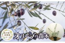 チーム田主丸『我が家の果樹園』シリーズ 【オリーブ】_オリーブ 苗木 高さ 約 50cm 鉢径 6号 チーム田主丸 我が家の果樹園 シリーズ 果樹園 初心者 育てやすい おしゃれ 人気 常緑樹 庭木 果樹 植樹 鉢植え 庭植え ガーデニング 国産 お取り寄せ 福岡県 久留米市 送料無料_Hf018