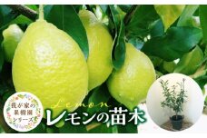 チーム田主丸『我が家の果樹園』シリーズ 【レモンの苗木】_チーム田主丸 我が家の果樹園 シリーズ レモン 苗木 フルーツ 高さ 70cm くらい 鉢径 7号 結実年数 2年目安 料理 お酒 ご家庭に一本 重宝 ふるさと管理綜合株式会社 お取り寄せ 福岡県 久留米市 送料無料_Hf017