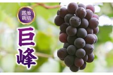 巨峰（露地栽培）約2.0kg_ぶどう 2kg 巨峰 果物 フルーツ 果実 デザート 露地栽培 家庭用 お土産 手土産 贈り物 グルメ 田主丸 美味しい 旬 国産 冷蔵 お取り寄せ お取り寄せフルーツ 8月中旬～9月中旬に順次発送 福岡県 久留米市 送料無料_Fg005