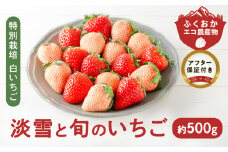 特別栽培 白いちご 淡雪と旬のいちご詰め合わせ紅白セット （ふくおかエコ農産物） 約500g_特別栽培 白いちご 旬 いちご 詰め合わせ 紅白セット 一箱2パック入り 約500g ふくおかエコ農産物 旬のいちご 食べ比べ ギフト 最適 久留米市内 生産 7品種 淡雪 あまおう 恋みのり かおりの 紅ほっぺ よつぼし あまえくぼ いちごきらり 福岡県 送料無料_Fi109