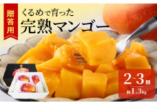 【2026年6月以降お届け】くるめで育った完熟マンゴー(2～3個：約1.3kg)_贈答用 完熟マンゴー 2個 〜 3個 約 1.3kg 久留米産 完熟 マンゴー 国産 とろける 甘さ 地植え フルーツ トロピカルフルーツ アップルマンゴー 果物 デザート 冷蔵 クール便 倉重農園 お取り寄せ お取り寄せフルーツ 福岡県 久留米市 送料無料_Fm011