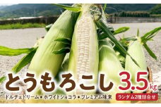 【先行予約 2025年6月～発送】とうもろこし【ドルチェドリーム、ホワイトショコラ、プレミアム味来】ランダム2種詰合せ3.5Kgセット_とうもろこし 2種 詰合せ 計 3.5kg ドルチェドリーム ホワイトショコラ プレミアム味来 ランダムで2種 生で食べられる ジューシー 甘い  白いとうもうこし 上品な甘さ  クセになる食感  お取り寄せグルメ 冷蔵 久留米市 福岡県 送料無料_Gv028