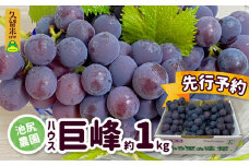 【先行予約】2025年7月下旬発送予定 池尻農園 ハウス巨峰 約1kg_巨峰 約 1kg ぶどう 3房 久留米市産 渋み エグミ 無い フルーツ 果物 期間限定 池尻農園 ハウス巨峰 福岡県 久留米市 お取り寄せ お取り寄せフルーツ デザート 2023年7月からお届けスタート 送料無料_Fg007