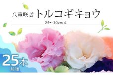 生花 八重咲きトルコギキョウ 30cm規格 25本前後_生花 八重咲きトルコギキョウ 30cm 25本前後 三色 おまかせ ホワイト ラベンダー ブルー 上品 希少品種 種類豊富 自社農場栽培 春出し 秋出し 暖房管理 水分管理 仏壇用 花のある暮らし 花持ち良い 福岡県 久留米市 送料無料_Hf022