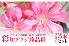 彩りツツジ珍品種（はなびん）３本セット_花 ツツジ 苗 3本 セット はなびんつつじ 珍品種 はなびん 13.5cmポット苗 ピンク色の花びら 路地植え 鉢植え 4月～6月開花 IB化成肥料 植え方 育て方 説明書付 ガーデニング 送料無料 久留米市 福岡県_Hf011