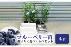 ブルーベリー苗４本 ぜいたく食べくらべセット_ブルーベリー 苗 2年生 4本 ぜいたく食べ比べ セット ブルーシャワー ティーフブルー ガーデンブルー ミノウブルー 専用土 鹿沼土 赤玉土 腐葉土 IB化成肥料 専用鉢 2個 説明書付 スターターセット ジャム ヨーグルト 苗木 果樹 送料無料 久留米市 福岡県_Hf013