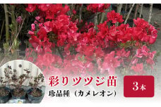 彩りツツジ珍品種（カメレオン）３本セット_花 ツツジ 苗 3本 セット はなびんつつじ 珍品種 カメレオン 13.5cmポット苗 路地植え 鉢植え 4月～6月開花 IB化成肥料 植え方 育て方 説明書付 ガーデニング 送料無料 久留米市 福岡県_Hf016