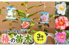 久留米の特産花卉 椿の苗木3種3本セット （椿2年生苗/高さ30cm前後）_苗木 椿 3種 セット 久留米の特産花卉 最小白花 正義 太郎冠者 産地直送 秋～春 開花 一重咲 八重咲 鑑賞 育て方 説明書付き  鉢植え 植え付け 花 庭 園芸 ガーデニング 久留米つばき研究会 特産品 福岡県 久留米市 お取り寄せ 送料無料_Hf026