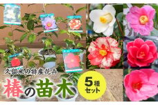 久留米の特産花卉 椿の苗木5種5本セット （椿2年生苗/高さ30cm前後）_苗木 椿 5種 セット 久留米の特産花卉 最小白花 太郎冠者 正義 紅侘助 赤春の台 秋～春 開花 花 一重咲 八重咲 鑑賞 説明書付き 鉢植え 花 庭 園芸 植え付け 支柱 ガーデニング 肥料 特産品 久留米つばき研究会 福岡県 久留米市 お取り寄せ 送料無料_Hf027