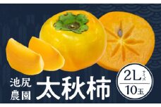 【2024年10月中旬発送】 池尻農園 太秋柿 2L 10玉_柿 甘柿 太秋柿 2L 10玉 大玉 種が少ない シャキシャキ 食感 さっぱり 果肉 なめらか 多汁 高糖度 おいしい 果皮 条紋 甘み 甘い 国産 フルーツ 果物 福岡県 久留米市 お取り寄せ お取り寄せフルーツ 食品 食べ物 常温 送料無料_Fk010