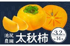 【2025年10月発送】池尻農園 太秋柿 9玉～14玉 約3.2kg_柿 甘柿 太秋柿 9玉 ～ 14玉 約 3.2kg 種が少ない 池尻農園 シャキシャキとした食感 さっぱり 多汁 高い糖度 国産 フルーツ 果物 福岡県 久留米市 お取り寄せ お取り寄せフルーツ 食品 食べ物 送料無料_Fk012