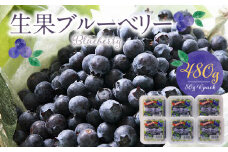 福岡県産 ブルーベリー生果 480g_福岡県産 生果 ブルーベリー 80g × 6パック 計 480g 耳納連山 麓 筑後川 恵み 国産 果物 フルーツ 新鮮 冷蔵 冷凍保存可 デザート グルメ お取り寄せ お取り寄せグルメ 九州 福岡県 久留米市 送料無料_Fx009