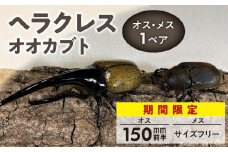 【ヘラクレスオオカブト】オス（150mm前半）・メス（サイズフリー） 1ペア_期間限定 カブトムシ ヘラクレス 1ペア オス 150mm前半 メス サイズフリー 昆虫 成虫 生体 ヘラクレスオオカブト 王様 福岡県 久留米市 かぶとむし養殖工房ダイナステスPlus 虫 累代飼育 幼虫管理飼育 養殖 お取り寄せ 福岡県 久留米市 送料無料_Pb002