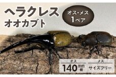 【ヘラクレスオオカブト】オス（140mm台）・メス（サイズフリー） 1ペア_カブトムシ ヘラクレス オオカブト 1ペア オス 140mm台 メス サイズフリー 後食済み 昆虫 成虫 生体 ヘラクレスオオカブト 王様 かぶとむし養殖工房ダイナステスPlus 虫 累代飼育 幼虫管理飼育 養殖 お取り寄せ 福岡県 久留米市 送料無料_Pb001