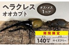【ヘラクレスオオカブト】オス（140mm台）・メス（サイズフリー） 1ペア_期間限定 カブトムシ ヘラクレス 1ペア オス 140mm台 メス サイズフリー オオカブト 後食済み 昆虫 成虫 生体 ヘラクレスオオカブト 王様 かぶとむし養殖工房ダイナステスPlus 虫 累代飼育 幼虫管理飼育 養殖 お取り寄せ 福岡県 久留米市 送料無料_Pb001