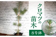 チーム田主丸『クロマツの苗木』_苗木 8号鉢 チーム田主丸 クロマツの苗木 1鉢 クロマツ 松の葉 長寿の源 健康管理に役立てる 健康樹 樹木 観賞用 飲食用 福岡県 久留米市 お取り寄せ インテリア 植物 ガーデニング 家庭栽培 庭植え 鉢植え 庭木 植木 送料無料_Hf032