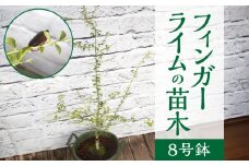 チーム田主丸『フィンガーライムの苗木』_苗木 8号鉢 チーム田主丸 フィンガーライムの苗木 1鉢 フィンガーライム 柑橘類の果実 収穫時期 7月〜10月 福岡県 久留米市 お取り寄せ インテリア 植物 ガーデニング 家庭栽培 高級食材 幻の果実 柑橘 フルーツ 送料無料_Hf033