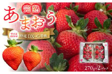 福岡県産【特別栽培】サイズおまかせ（DX～G等級）完熟あまおう　270g×2パック_福岡県産 特別栽培 完熟 あまおう 270g × 2パック サイズおまかせ DX～G等級 国産 苺 濃厚 ジューシー 甘い 果実 果肉 土耕栽培 フルーツ 果物 お取り寄せ お取り寄せフルーツ デザート おやつ ストロベリー 食品 九州 福岡県 久留米市 送料無料_Fi056