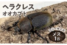【ヘラクレスオオカブト】メス1匹（フリーサイズ）_ヘラクレスオオカブト メス 1匹 サイズフリー 養殖工房 累代飼育 自家製 オリジナルマット 産卵 幼虫 管理 成虫 ヘラクレス オオカブト コガネムシ科 カブトムシ 甲虫 昆虫 生体 飼育 観察 鑑賞 生き物 生物 お取り寄せ 福岡県 久留米市 送料無料_Pb004
