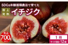 SDGs米糠循環農法で育てた樹上完熟イチジク秀品700g以上（サイズ混合12個）潰れにくいイチジク専用容器入り【産地直送2025年8月より順次出荷】_イチジク秀品700ｇ以上 （サイズ混合12個） SDGs 米糠循環農法 樹上完熟 桝井ドーフィン イチジクケーキ ジャム ジェラート ジュース ドライフルーツ 潰れにくい イチジク専用容器 入り 宙吊り包装  福岡 久留米 送料無料_Gv040