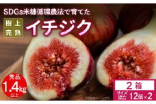 SDGs米糠循環農法で育てた樹上完熟イチジク秀品700g以上（サイズ混合12個）×2箱　潰れにくいイチジク専用容器入り【産地直送2025年8月より順次出荷】_ サイズ混合 12個 × 2箱 SDGs 米糠循環農法 樹上完熟 桝井ドーフィン フルーツ 果物 潰れにくい 専用容器 宙吊り包装 ギフト 福岡 久留米 送料無料 産地直送_Gv041