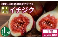 SDGs米糠循環農法で育てた樹上完熟イチジク　訳あり品1キロ以上（サイズ混合18個）【産地直送2025年8月より順次出荷】_SDGs 米糠循環農法 樹上完熟 イチジク 訳あり品 1キロ 以上 サイズ 混合 18個 農家直送 露地栽培 桝井ドーフィン ドライフルーツ ジャム スムージー 福岡県 久留米市 酒見農産 お取り寄せグルメ お取り寄せ 送料無料_Gv042