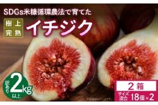 SDGs米糠循環農法で育てた樹上完熟イチジク　訳あり品1キロ以上（サイズ混合18個）×2箱【産地直送2025年8月より順次出荷】_SDGs 米糠循環農法 樹上完熟 イチジク 訳あり品 サイズ 混合 18個 1箱1キロ 以上 計 2箱 農家直送 露地栽培 桝井ドーフィン ドライフルーツ ジャム スムージー スイーツ 果物 福岡県 久留米市 酒見農産 お取り寄せグルメ お取り寄せ 送料無料_Gv043