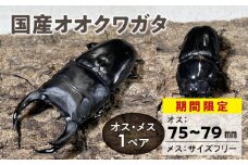 【期間限定】【国産オオクワガタ】オス（75mm～79mm）・メス（サイズフリー） 1ペア_【国産オオクワガタ】 オス（75mm～79mm）・メス（サイズフリー）1ペア 生体 2024年 6 ～ 7月 孵化 新成虫 簡易容器 発泡スチロール 段ボール 保冷剤 保温剤 梱包 福岡県 久留米市 かぶとむし養殖工房ダイナステスPlus 送料無料_Pb005