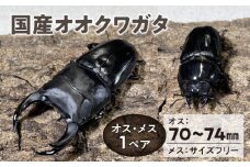 【国産オオクワガタ】オス（70mm～74mm台）・メス（サイズフリー） 1ペア_国産 オオクワガタ オス 70mm ～ 74mm台 メス サイズフリー 1ペア 新成虫 かぶとむし養殖工房 自由研究 昆虫 成虫 生体 虫 飼育 ペット 夏休み 観察 自然 環境 学習 子供 孫 福岡県 久留米市 送料無料_Pb006