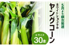 ホワイトショコラのヤングコーン 大サイズ30本_ヤングコーン 大サイズ 30本 ホワイトショコラ 新鮮 皮付き 朝採れ 農家直送 甘み ひげ 薄皮 食べられる 美味しい オーブン トースター おつまみ サラダ バター醤油 冷蔵 コーン とうもろこし 野菜 お取り寄せ お取り寄せグルメ 福岡県 久留米市 送料無料_Gv038