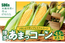 【ふくおかエコ農産物認証】【訳あり】農家直送！SDGs米糠堆肥で作った博多あまっコーンご家庭用カット品 4.5キロ以上（12～20本）【2026年6月より順次出荷】_【ふくおかｴｺ農産物認証】農家直送！SDGs米糠堆肥で作るﾒﾛﾝより甘い博多あまっｺｰﾝ_Gv046