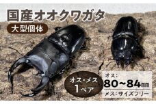 【国産オオクワガタ】大型個体 オス(80mm前半)・メス(サイズフリー) 1ペア_国産オオクワガタ 大型 個体 オス 80mm 前半 メス サイズフリー 1ペア クワガタ 各一匹 自由研究 自然 昆虫 成虫 生体 虫 飼育 ペット 夏休み 観察 自然 環境 学習 子供 孫 趣味 生物 生き物 福岡県 久留米市 送料無料_Pb007