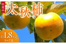 【特選品】【10月より順次発送】池尻農園 太秋柿 特選品 5～7玉 約1.8kg_太秋柿 特選品 1.8kg 5～7玉 美しい 大玉 早生 完全甘柿 シャキシャキ 条紋 種が少ない 食べやすい お子様におすすめ 贈答用 池尻農園 田主丸 フルーツ お取り寄せ 福岡県 久留米市 送料無料_Fk014