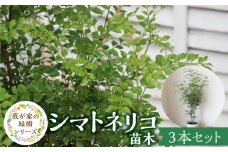 チーム田主丸【シマトネリコ苗木3本セット】_シマトネリコ 苗木 3本 セット チーム田主丸 風水 インテリア 観葉植物 植物 常緑樹 シンボルツリー 小葉 丈夫 育てやすい 日光 樹木 ガーデニング 鉢植え 植木鉢 グリーンアイテム 家庭栽培 福岡県 久留米市 お取り寄せ 送料無料_Hf037