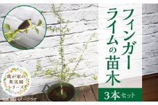 チーム田主丸【フィンガーライム苗木3本セット】_フィンガーライム 苗木 3本 セット チーム田主丸 柑橘類 柑橘 果実 フルーツ インテリア 植物 花木 ガーデニング 家庭栽培 高級食材 ブッシュタッカー 森のキャビア キャビアライム 福岡県 久留米市 お取り寄せ 送料無料_Hf038