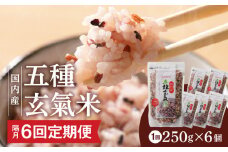 【隔月6回　定期便】国内産 五種玄氣米 250g×6個 1500g×6回_Tk026