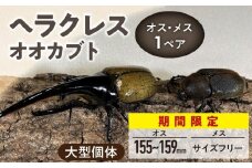 【ヘラクレスオオカブト】オス（150mm後半）・メス（サイズフリー）　1ペア_期間限定 ヘラクレスオオカブト オス 150mm後半 メス サイズフリー 1ペア カブトムシ ヘラクレス 虫 昆虫 成虫 ペアリング 自家製オリジナルマット 産卵 幼虫飼育管理 羽化 かぶとむし養殖工房ダイナステスPlus お取り寄せ 九州 福岡県 久留米市 送料無料_Pb009
