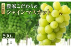 シャインマスカット（1房：500g以上)_シャインマスカット 1房 500g以上 九州 温暖 気候 活かす 農家 こだわり ご家庭用 予約受付 先行予約 皮ごと食べられる 上品 甘さ フルーツ 果実 果物 ぶどう マスカット デザート おやつ お取り寄せ 福岡県 久留米市 送料無料_Fg012