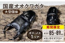 【期間限定】【国産オオクワガタ】大型個体 オス(80mm後半)・メス(サイズフリー) 1ペア_国産 オオクワガタ オス 80mm後半 メス サイズフリー 1ペア 大型個体 クワガタ 虫 昆虫 成虫 累代飼育 ペアリング 幼虫飼育管理 羽化 かぶとむし養殖工房ダイナステスPlus お取り寄せ 九州 福岡県 久留米市 送料無料_Pb011