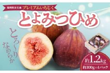 福岡県ブランドいちじく「とよみつひめ」約300g×4パック_ブランド いちじく とよみつひめ 約300g×4パック 計1.2kg 肉厚 果肉 滑らか 食感 甘く 上品な 味わい ケーキ タルト ジャム パフェ シャーベット スイーツ 食材 果物 フルーツ 果実 お取り寄せ グルメ お取り寄せグルメ 福岡県 久留米市 送料無料_Fx020