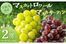 マスカットロワール1房・マスカサーティン1房　計2房セット_マスカットロワール マスカサーティン 約700g〜800g 各1房 計2房 セット 大粒 濃厚 コク 甘み マスカット ぶどう 果物 フルーツ 果実 農家直送 冷蔵 旬の味覚 お取り寄せグルメ お取り寄せ グルメ 福岡県 久留米市 送料無料_Fg014