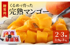 【2026年6月以降お届け】くるめで育った完熟マンゴー （2～3個：約0.9kg～1kg）_先行予約 完熟マンゴー 2個 〜 3個 0.9kg ～ 1kg 贈答用 久留米産 とろける 甘い フルーツ トロピカルフルーツ 果物 マンゴー 完熟 高糖度 人気 国産 地植栽培 冷蔵 クール便 倉重農園 お取り寄せ お取り寄せフルーツ 食べ物 食品 福岡県 久留米市 送料無料_Fm010